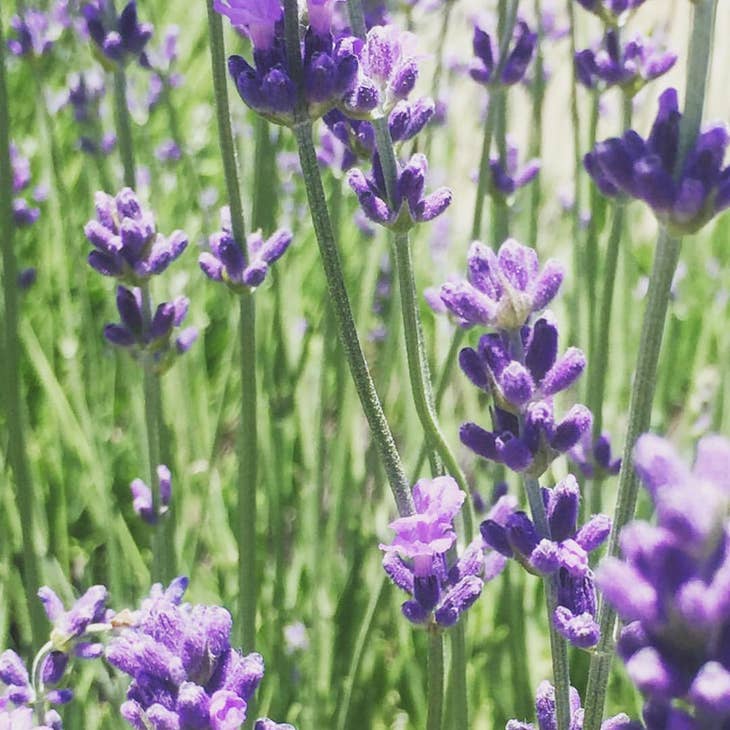 Garden in a Bag Lavender